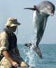 image/_sharks_with_laser_beams.jpg
